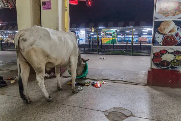 Varanasi India October 2016 Cow Eats Trash Platform Varanasi Junction — Stock Photo, Image