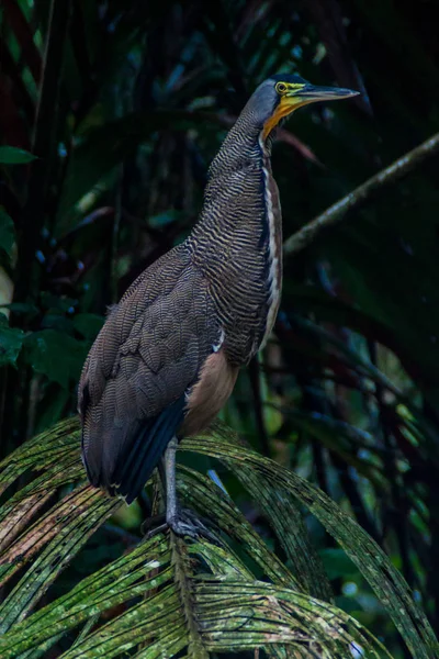 Tijger Heron Tortuguero Costa Rica — Stockfoto