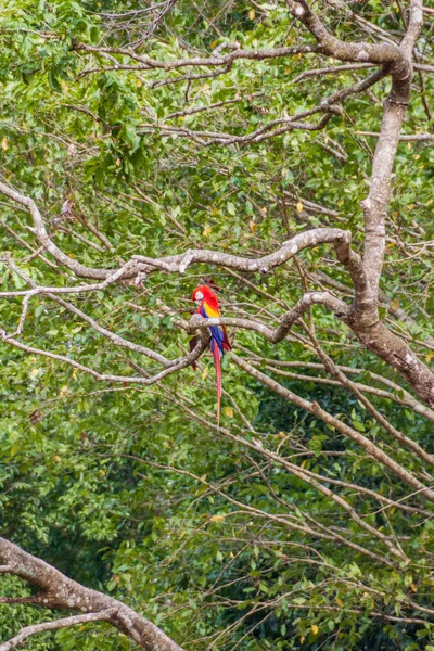 Scarlet Amerika papağanı (Ara macao), Hinduras, oturur arkeolojik park Copan, Honduras ağacında, Ulusal kuş