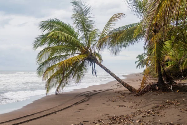 Tortuguero, Kosta Rika bir plajda palmiye