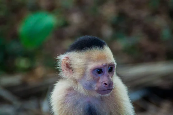 Macaco Prego Cabeça Branca Cebus Capucinus Parque Nacional Manuel Antonio — Fotografia de Stock