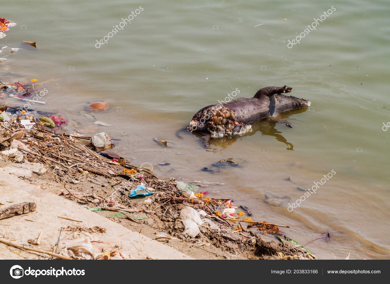 depositphotos_203833166-stock-photo-decaying-dead-pig-river-ganges.jpg