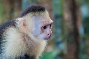 Ak başlı capuchin maymunu (Cebus capucinus) içinde Milli Parkı Manuel Antonio, Kosta Rika
