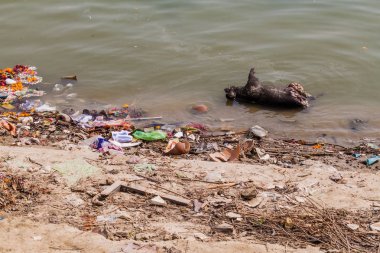 Varanasi, Hindistan'da Ganj Nehri'nde ölü domuz bozulması