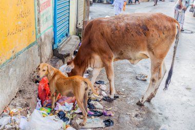 Kolkata, Hindistan - 30 Ekim 2016: İnek ve bir köpek çöp merkezi Kolkata, Hindistan bir sokakta yemek yiyin