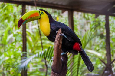 Salma gagalı Tukan (Ramphastos sulfuratus)