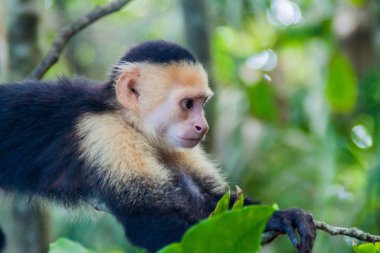 Ak başlı capuchin maymunu (Cebus capucinus) içinde Milli Parkı Manuel Antonio, Kosta Rika