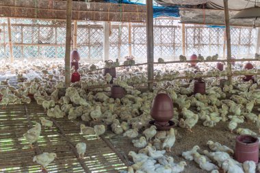 Tavuk kafesi Sonargaon şehir, Bangladeş yakınlarındaki küçük bir kasabada