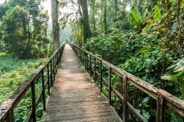 Boardwalk Eko-arkeolojik Park Los Naranjos, Honduras