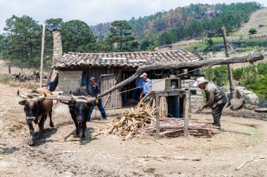 La Campa, Honduras - 14 Nisan 2016: Bir hayvan ile küçük kırsal yerleşim şeker kamışı basın Powered by.