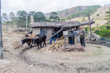 La Campa, Honduras - 14 Nisan 2016: Bir hayvan ile küçük kırsal yerleşim şeker kamışı basın Powered by.