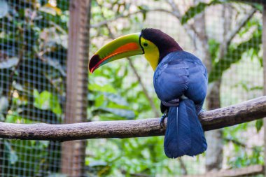 Salma gagalı Tukan (Ramphastos sulfuratus)