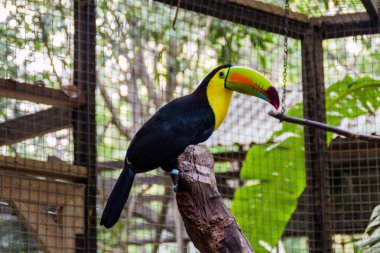 Salma gagalı Tukan (Ramphastos sulfuratus)
