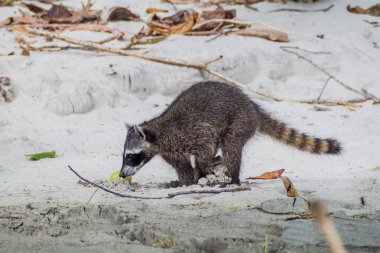 Yengeç yiyen rakun (Procyon cancrivorus) içinde Milli Parkı Manuel Antonio, Kosta Rika