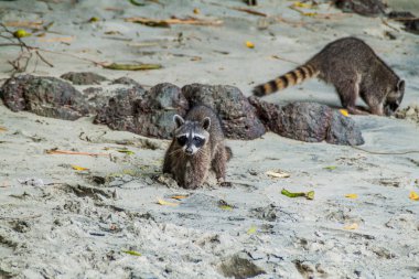 Yengeç yiyen rakun (Procyon cancrivorus) içinde Milli Parkı Manuel Antonio, Kosta Rika