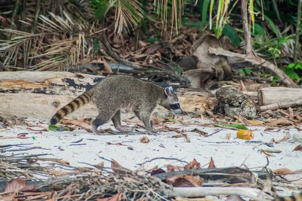 Yengeç yiyen rakun (Procyon cancrivorus) içinde Milli Parkı Manuel Antonio, Kosta Rika