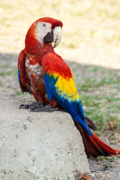 Scarlet Ara Makau Ara Narodowy Ptak Hinduras Siedzi Ruinę Parku — Zdjęcie stockowe