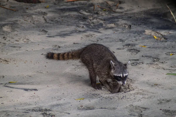 Yengeç yiyen rakun (Procyon cancrivorus) içinde Milli Parkı Manuel Antonio, Kosta Rika