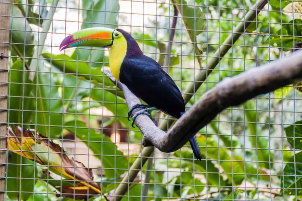 Szivárványcsőrű Tukán Ramphastos Sulfuratus — Stock Fotó