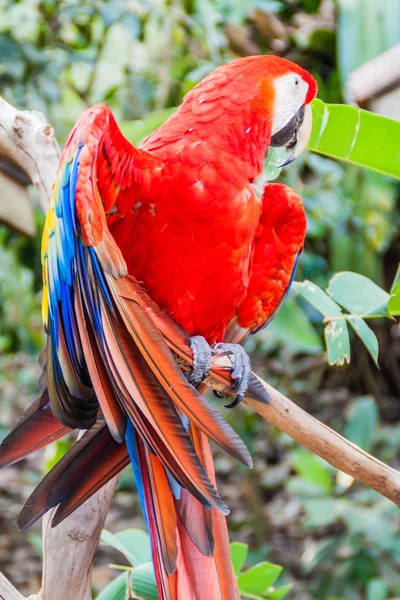 Scarlet Ara Makau Ara Ptak Narodowy Hinduras Copan Ruinas Honduras — Zdjęcie stockowe