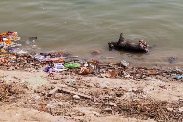 Decaying Dead Pig River Ganges Varanasi India — Stock Photo, Image