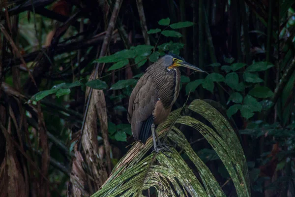 Tijger Heron Tortuguero Costa Rica — Stockfoto