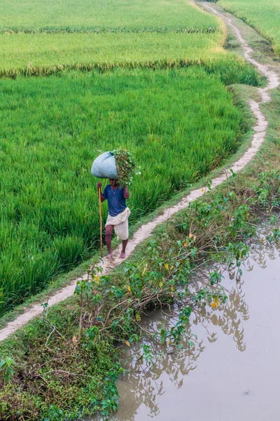 Bihar devlet, Hindistan - 26 Ekim 2016: çeltik alanı alanı Bihar Hindistan Devlet Kapısı yerel köylü..