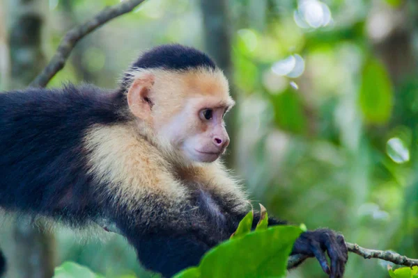 Ak başlı capuchin maymunu (Cebus capucinus) içinde Milli Parkı Manuel Antonio, Kosta Rika
