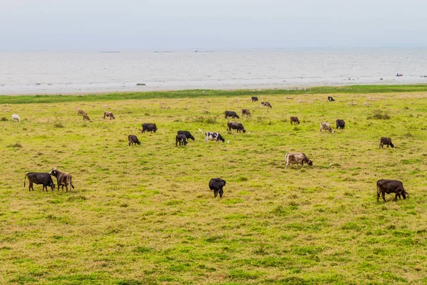 Κοπάδι Των Αγελάδων Κοντά Στη Λίμνη Yojoa Ονδούρα — Φωτογραφία Αρχείου
