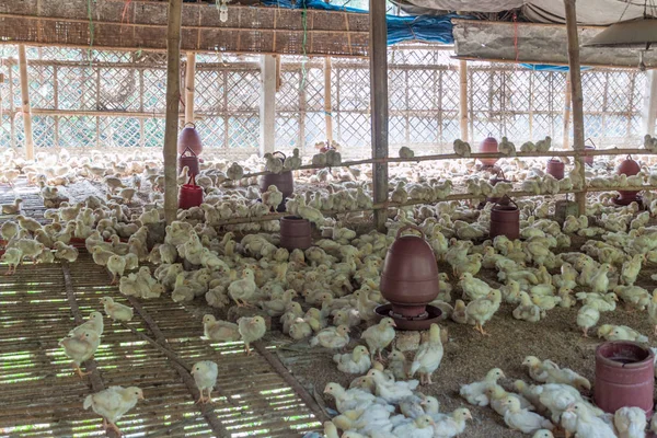 Tavuk kafesi Sonargaon şehir, Bangladeş yakınlarındaki küçük bir kasabada