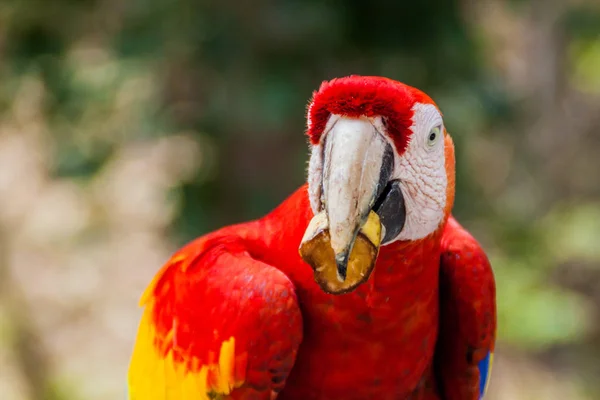 Scarlet Ara Makau Ara Narodowy Ptak Hinduras Eats Podajnik Pobliżu — Zdjęcie stockowe