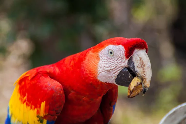 Scarlet Ara Makau Ara Narodowy Ptak Hinduras Eats Podajnik Pobliżu — Zdjęcie stockowe