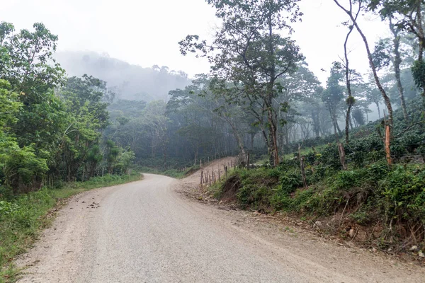 Yojoa lake, Honduras yakınlarında yol ve kahve tarlaları