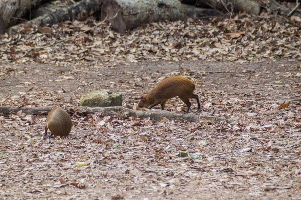 Agouti Parque Arqueológico Copán Honduras — Foto de Stock