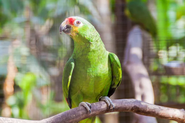 Kırmızı lored amazon (Amazona autumnalis)