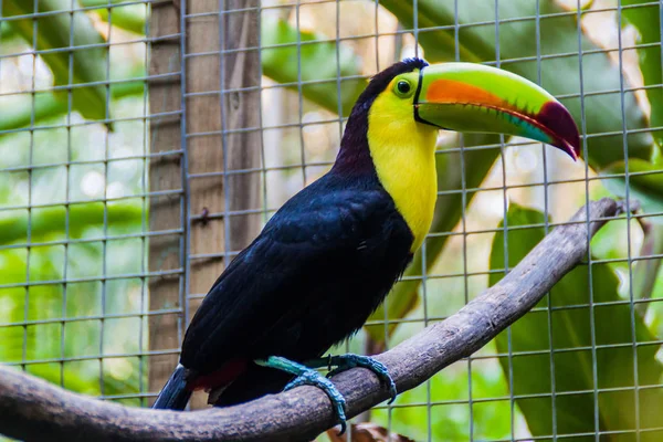 Salma gagalı Tukan (Ramphastos sulfuratus)