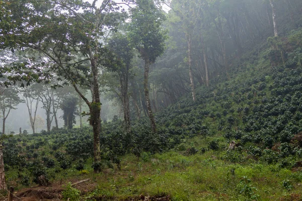 Yojoa lake, Honduras yakınındaki kahve saç ekimi