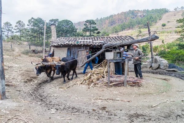 La Campa, Honduras - 14 Nisan 2016: Bir hayvan ile küçük kırsal yerleşim şeker kamışı basın Powered by.