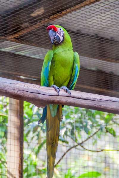 Büyük yeşil Amerika papağanı (Ara ambiguus)