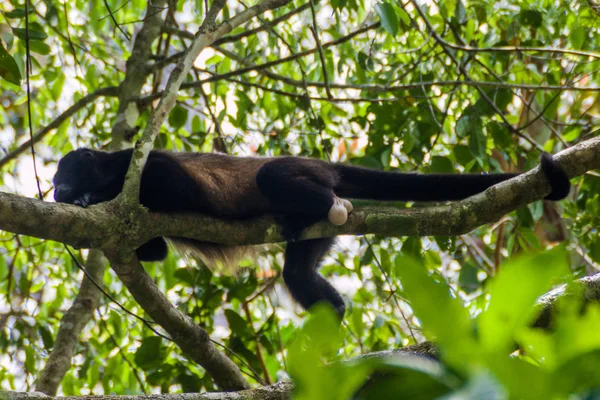 Scimmia Urlatrice Mantled Alouatta Palliata Nel Parco Nazionale Manuel Antonio — Foto Stock