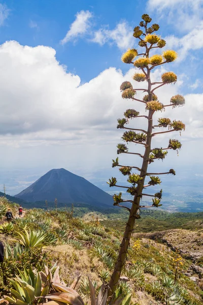 Vulcano Izalco Salvador — Foto Stock