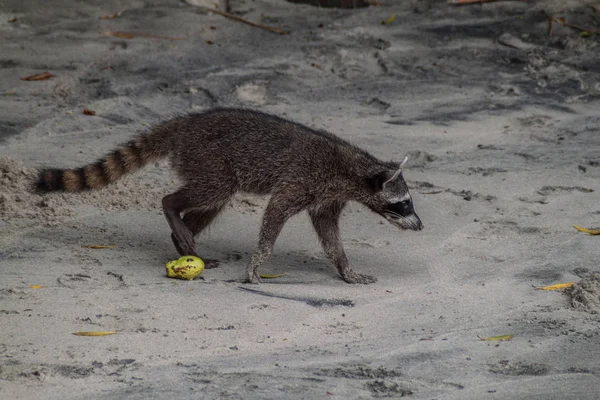 Yengeç yiyen rakun (Procyon cancrivorus) içinde Milli Parkı Manuel Antonio, Kosta Rika