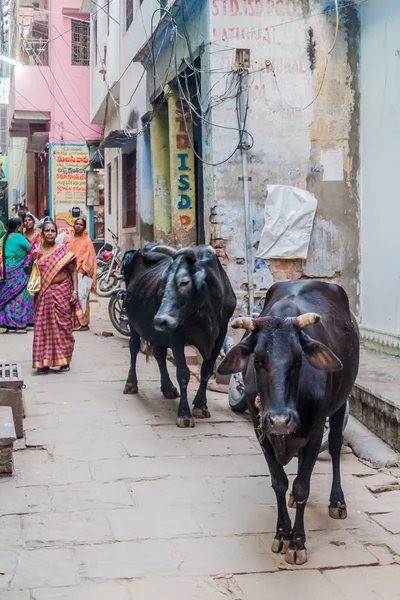 Varanasi Indie Października 2016 Krowy Wąską Uliczkę Varanasi Indiach — Zdjęcie stockowe
