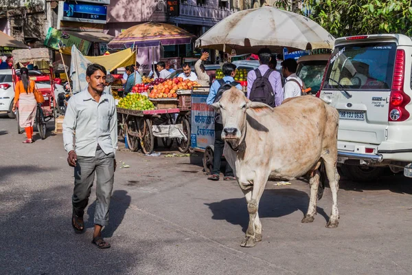Delhi Indie Października 2016 Krowa Ulicy Centrum Delhi Indie — Zdjęcie stockowe