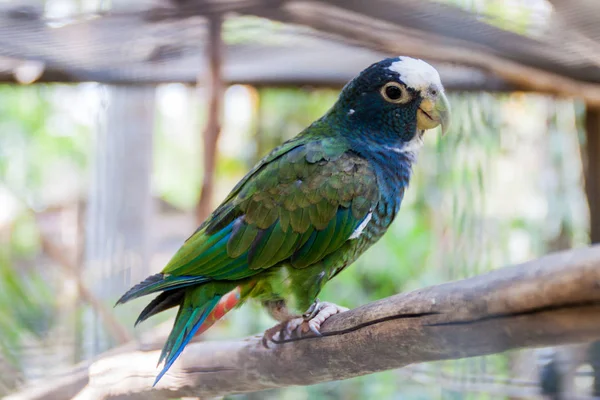 Beyaz tepeli papağanı (Pionus senilis)