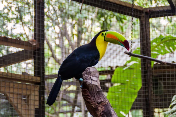 Salma gagalı Tukan (Ramphastos sulfuratus)