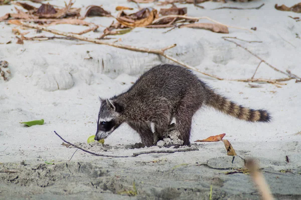 Yengeç yiyen rakun (Procyon cancrivorus) içinde Milli Parkı Manuel Antonio, Kosta Rika