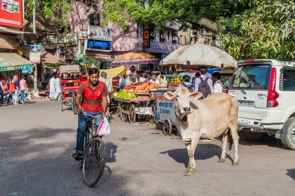 Delhi Indie Października 2016 Krowa Ulicy Centrum Delhi Indie — Zdjęcie stockowe