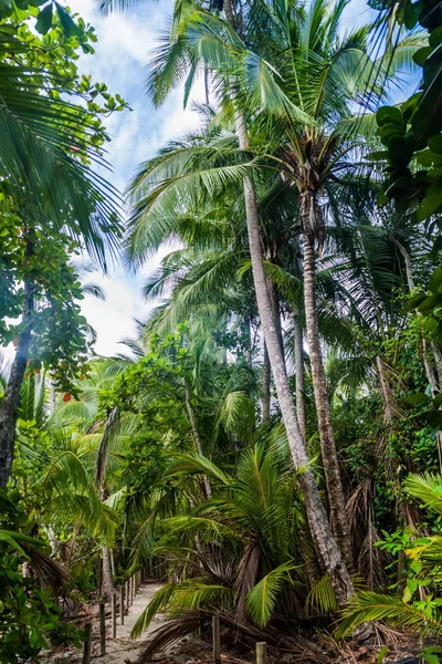 Palmera Parque Nacional Manuel Antonio Costa Rica — Foto de Stock