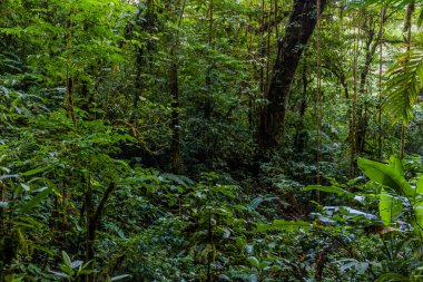 Rezervuar Bulut Ormanı Biyoloca Bosque Nuboso Monteverde, Kosta Rika
